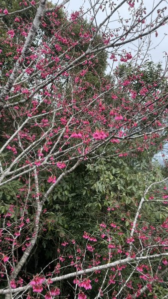 20260203小百岳月眉山鯉魚山2994862