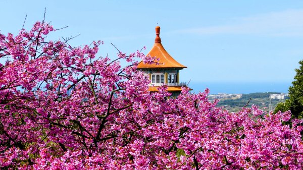《蝶戀花·天元宮櫻吹雪》2707107