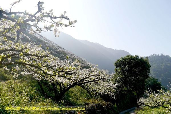 【苗栗】清安村腦寮庄 李花秘境