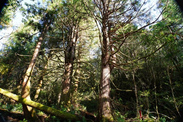 宜蘭 大同 三星山2890389