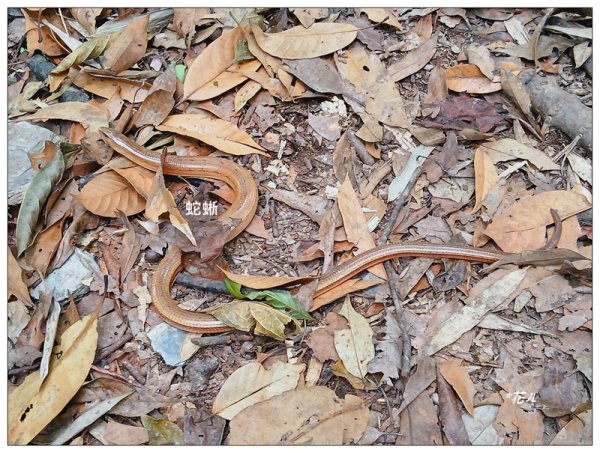 巴蜈縱走 (27.6K一日長征)2780265