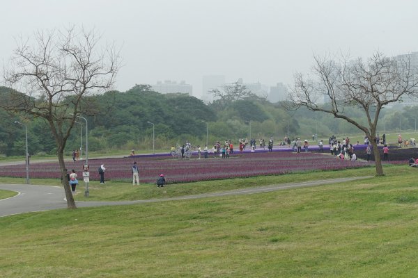 古亭河濱公園紫色花海1286069