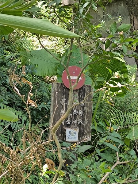 20250917微笑山線：【二格山系】和美山螢火蟲段2888886