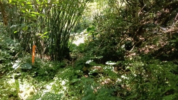 貢寮區慈南寺-九份坑山-文秀坑產道去回3064787