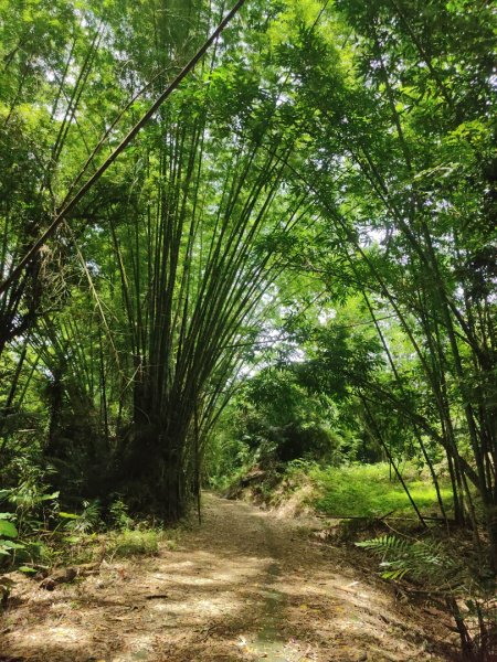 香路古道(巡護中路徑不明顯)暫時不要去2529788