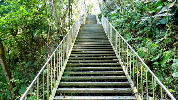 《踏莎行・貓空魯冰花》2710647