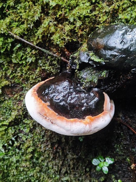 北得拉曼神木群連走內鳥嘴山2940213