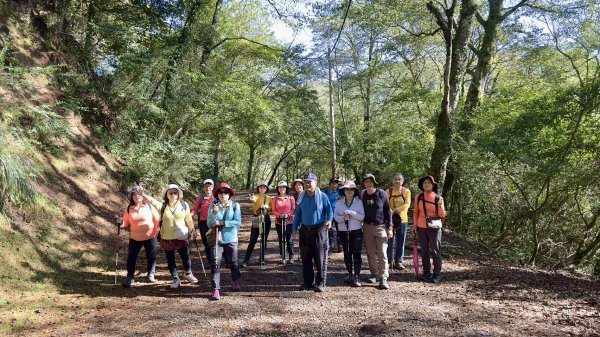 觀霧-榛山步道2926029
