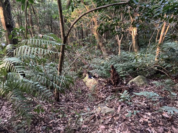 20221120馬崙山2102694