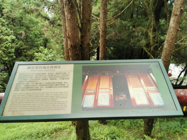 檜木原始林步道-倒臥的巨幹形成雙代木景觀1040711