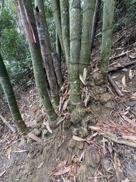 20251108白雲山步道2935194