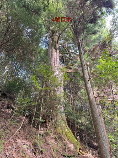 觀霧-檜山巨木群步道2925506