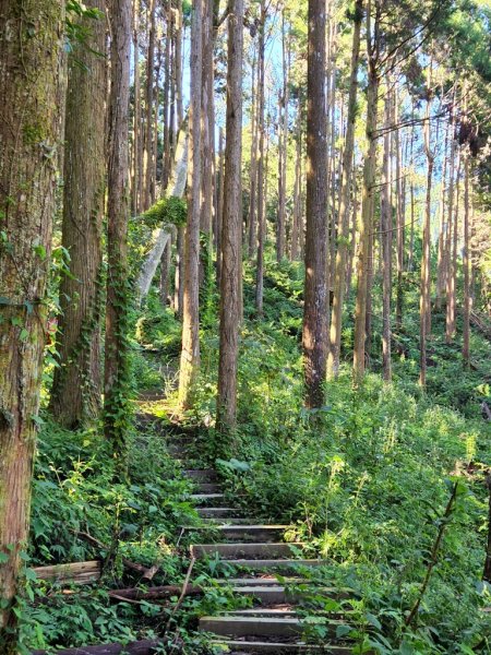 神木村-阿里山】神阿縱走1856847