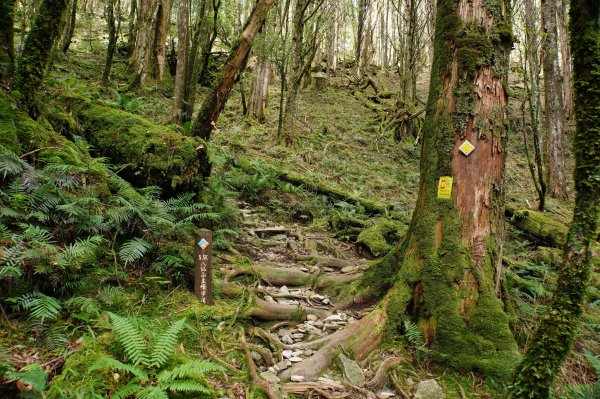 台中 和平 南松鶴山、八仙山、東松鶴山2877971