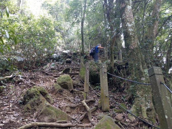 石壁山(小百岳#55)及嘉南雲峰。穿越武俠電影場景之孟宗竹林區1363357