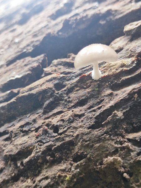 微笑山線之烘爐地土地公段2849197