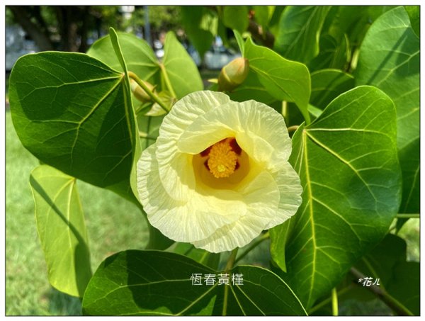 恒春黄槿の花開2906611