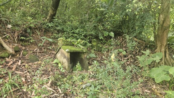 20250722三腦寮北峰-白雲里山-栳寮山(未果)-栳寮東峰2844080