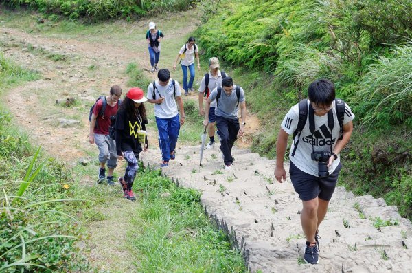 無耳茶壺山。黃金三稜539669