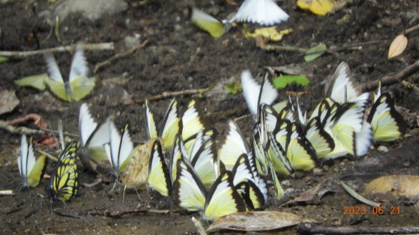 雲山水花鳥蝶-天龍國阿伯的日常6/21&22燕巢親子餵食秀2190461