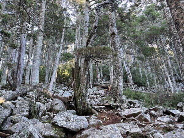 雪山西稜逆走4天尋找志樂溪上游遺址1855444