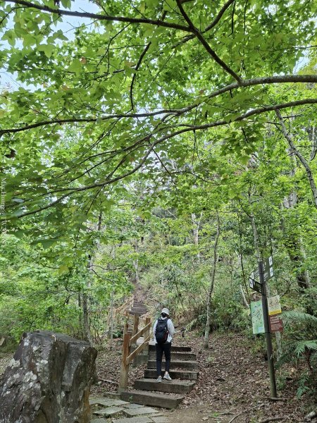 《南投》松濤徐徐｜惠蓀林場關刀山林道上巨松台環山嵐小徑202603213021362