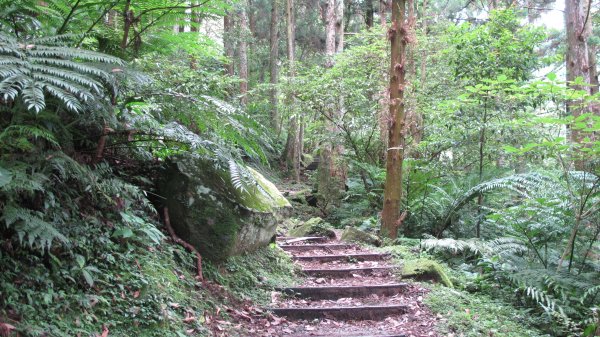 東眼山自導步道593515