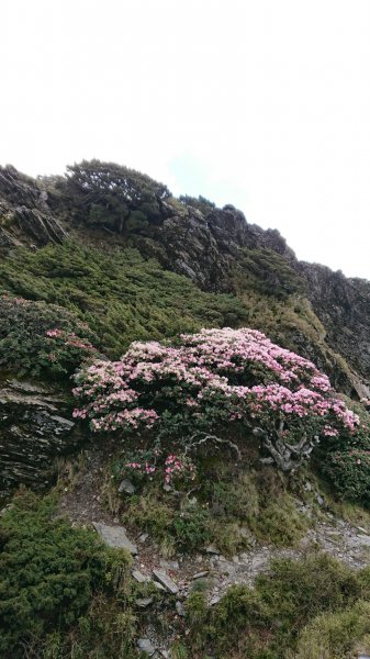 合歡山五座百岳賞杜鵑花587045