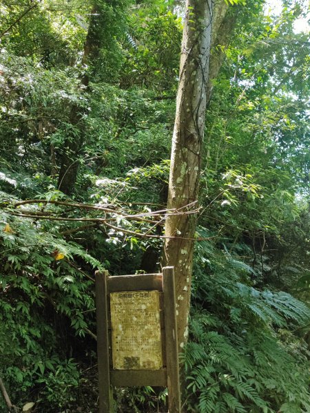 微笑山線：【天上山系】望月亭桐花段2860684