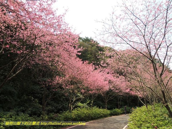 【新北市】櫻木花道 第2波櫻花盛開