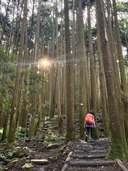 加里山O繞20250713(大坪登山口-杜鵑嶺-加里山-避難小屋-大坪登山口)2836892