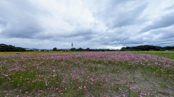 關渡花海,大龍峒孔廟,保安宮,迪化街2345359