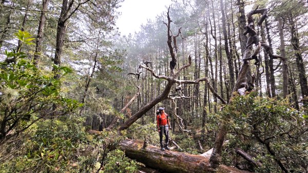 深秋綺麗山景和雲海的饗宴戒茂斯上嘉明湖山遊記2947333