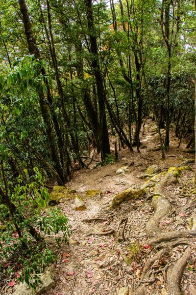 稍來山楓葉林2960890