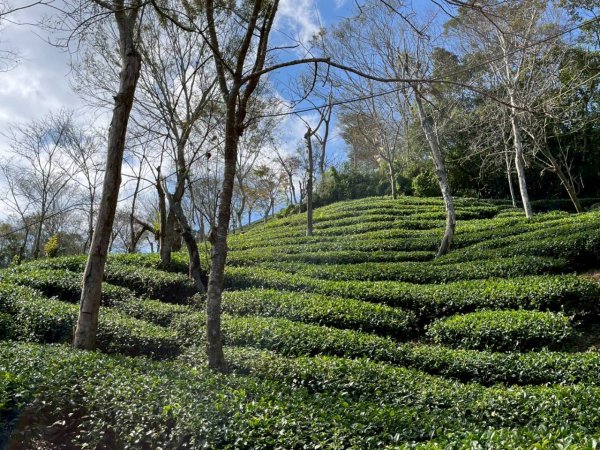 🌈1/4(日)來趣梅嶺~竹子尖山-獵鷹尖-一線天~梅子雞風味餐✨FB：熊熊趴爬走🌈2976856