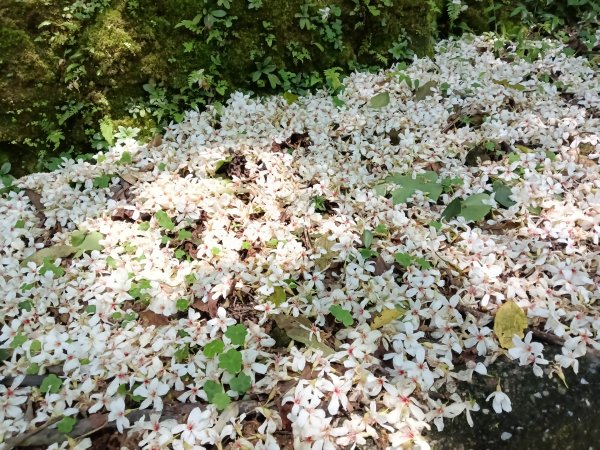 汐止區夢湖秘境桐花夢幻2773503