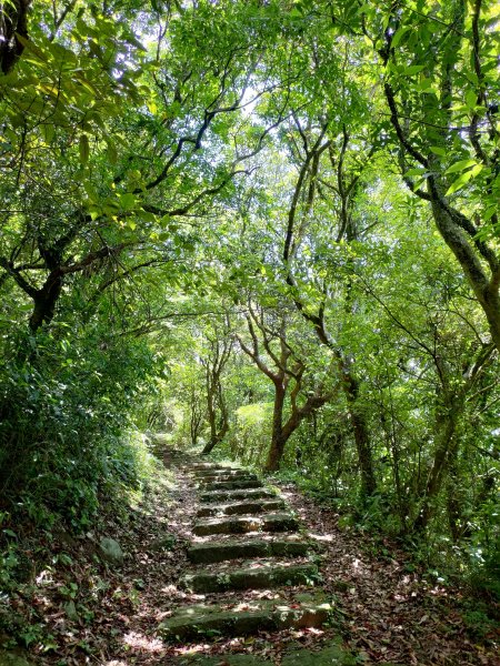 中正山步道-竹子湖來回1361660