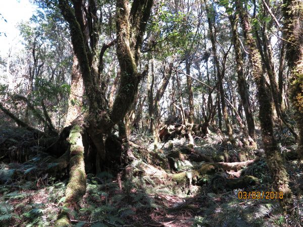 20180303 塔曼山294707