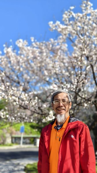 #中山樓 #陽明公園 #十八份 #吉野櫻 #墨染櫻（花葉同開/右側/左側大寒櫻） 3/113013200