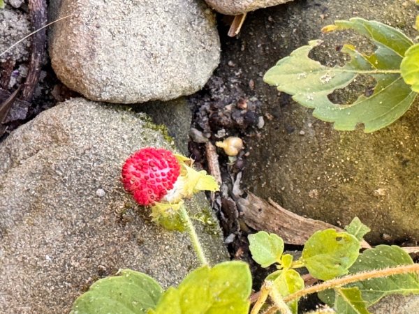 阿里山迷糊步道-福山古道2793378