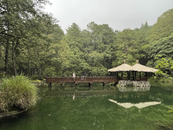 阿里山森林步道放鬆之旅～～山林幽靜漫遊讓人流連忘返不捨離去