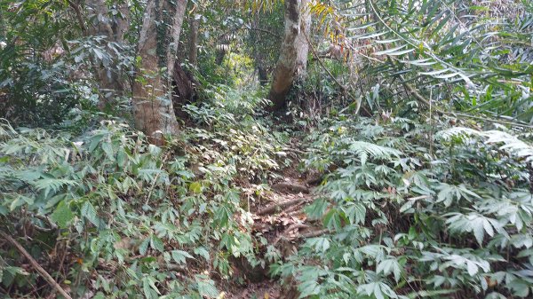 大克山北登山口森林遊樂區起登1332910