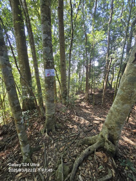 2025-03-22油羅山步道2743435