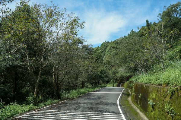 【南投】金龍山步道1436325