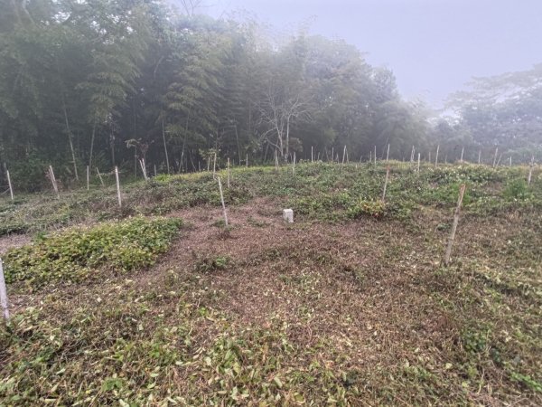 梅山鄉撿山頭2449456