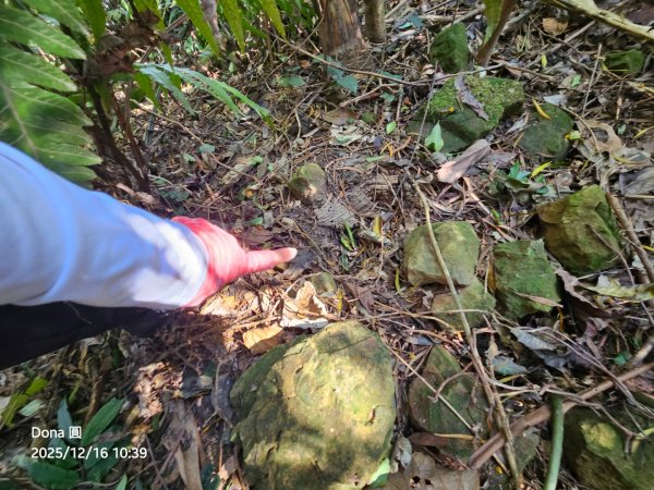 20251216太平山石門山小粗坑山O型+蕃薯藤TINA廚房2972580