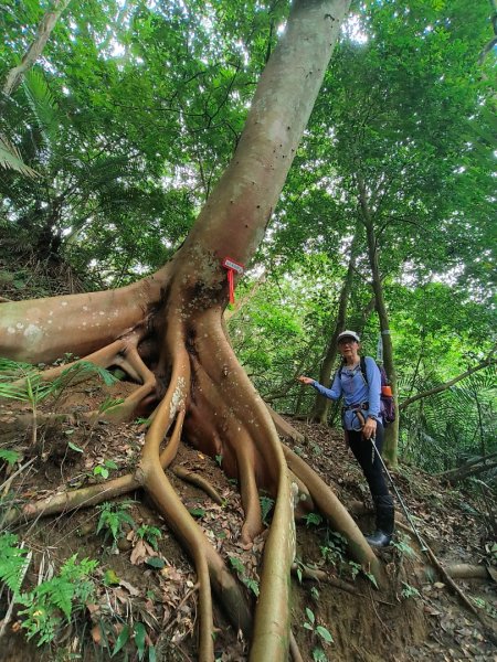 1130608 倒別牛山O繞飛鳳山2524086