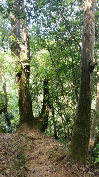 平溪區碩仁里-幼坑古道-幼坑山-幼坑山南鞍-大平林山-番子坑生態園區-番子坑3086151