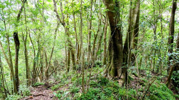 石古井,青林山,畝畝山,平溪子山2854692