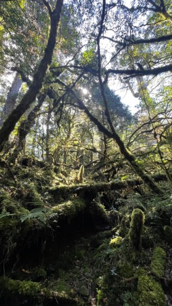 塔魔巴2天1夜來回/復興尖-四稜溫泉2357247